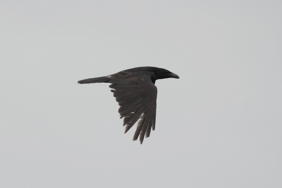 Common Raven - ML617302837