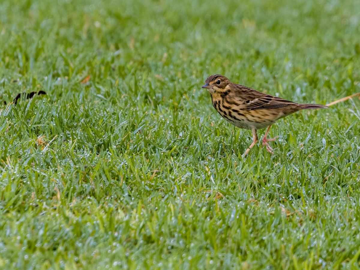 Tree Pipit - J. Marcos Benito