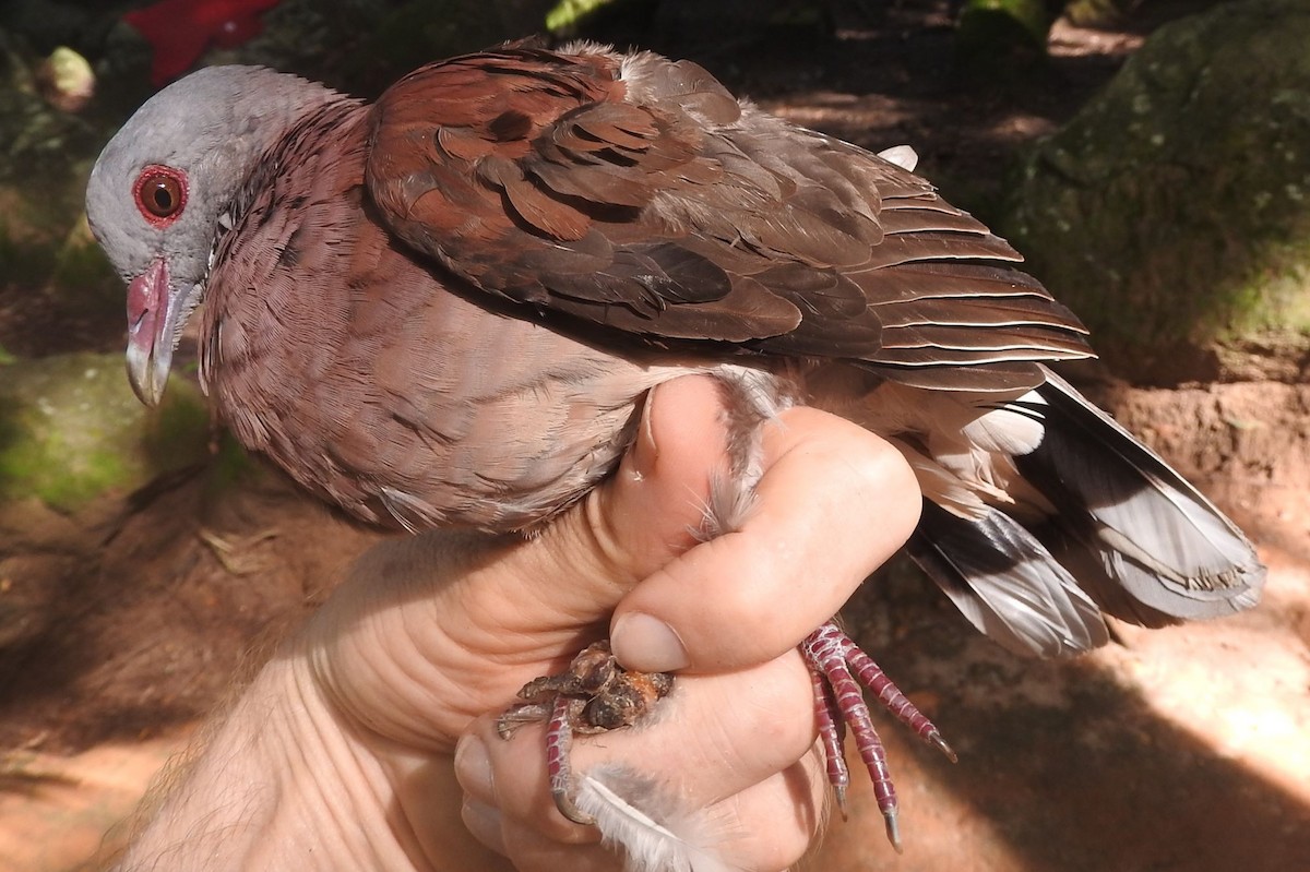 Malagasy Turtle-Dove - ML617303037