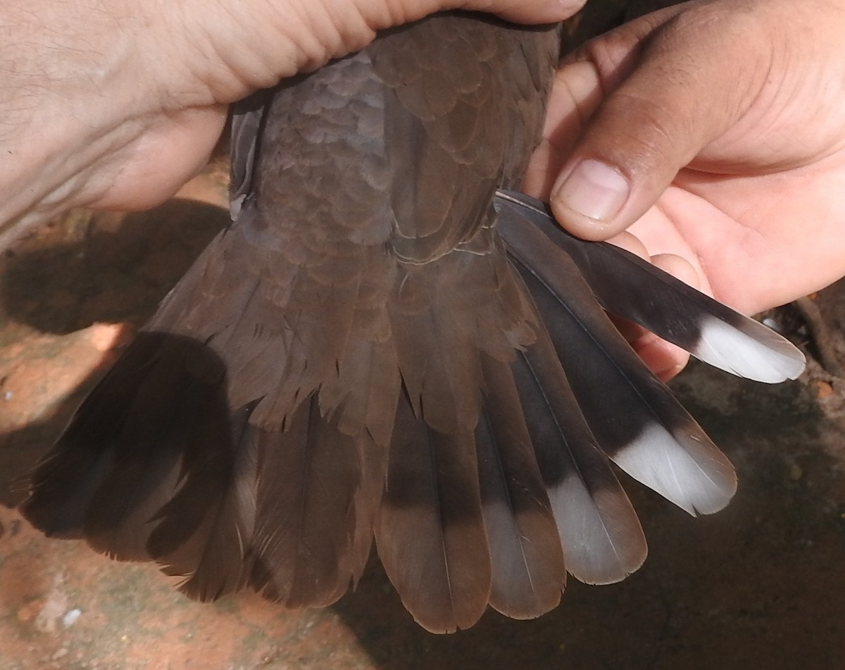 Malagasy Turtle-Dove - ML617303038