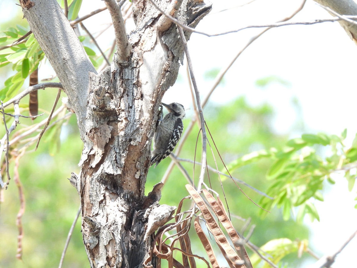 Freckle-breasted Woodpecker - ML617303075