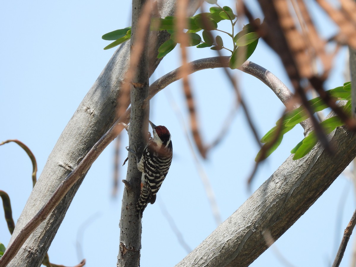 Freckle-breasted Woodpecker - ML617303077