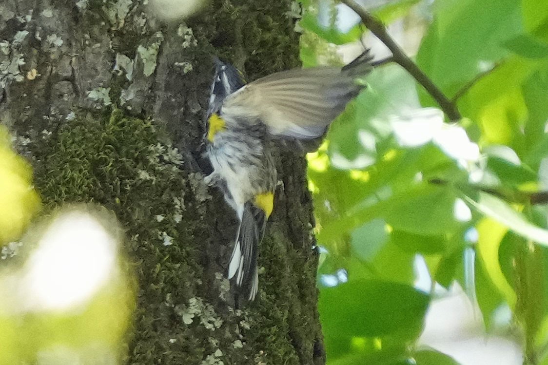 Yellow-rumped Warbler (Myrtle) - ML617303085