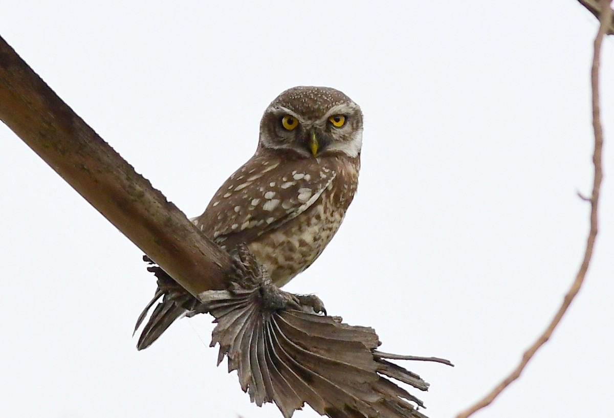 Spotted Owlet - ML617303091