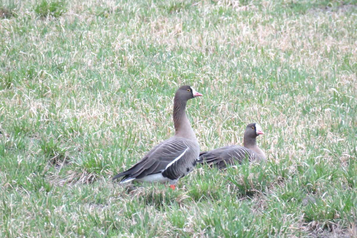 Lesser White-fronted Goose - ML617303104