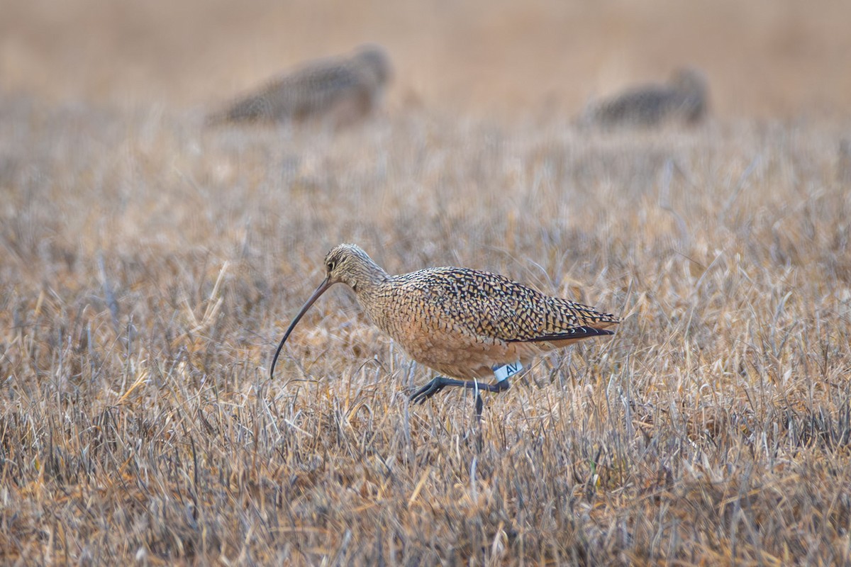 Long-billed Curlew - ML617303165
