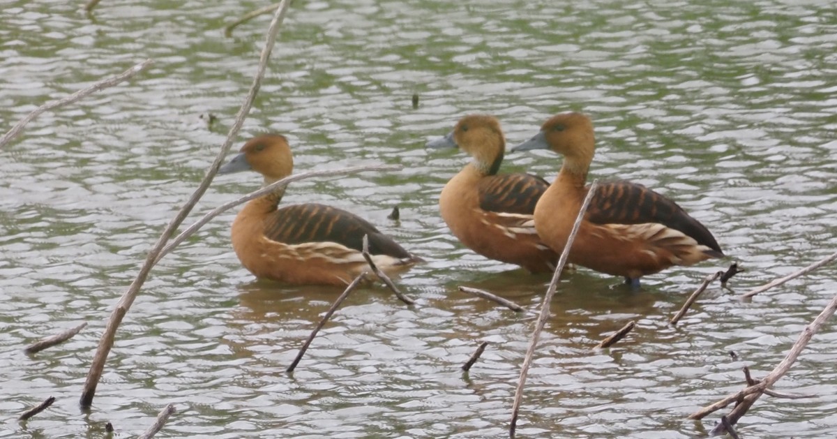 Fulvous Whistling-Duck - ML617303166