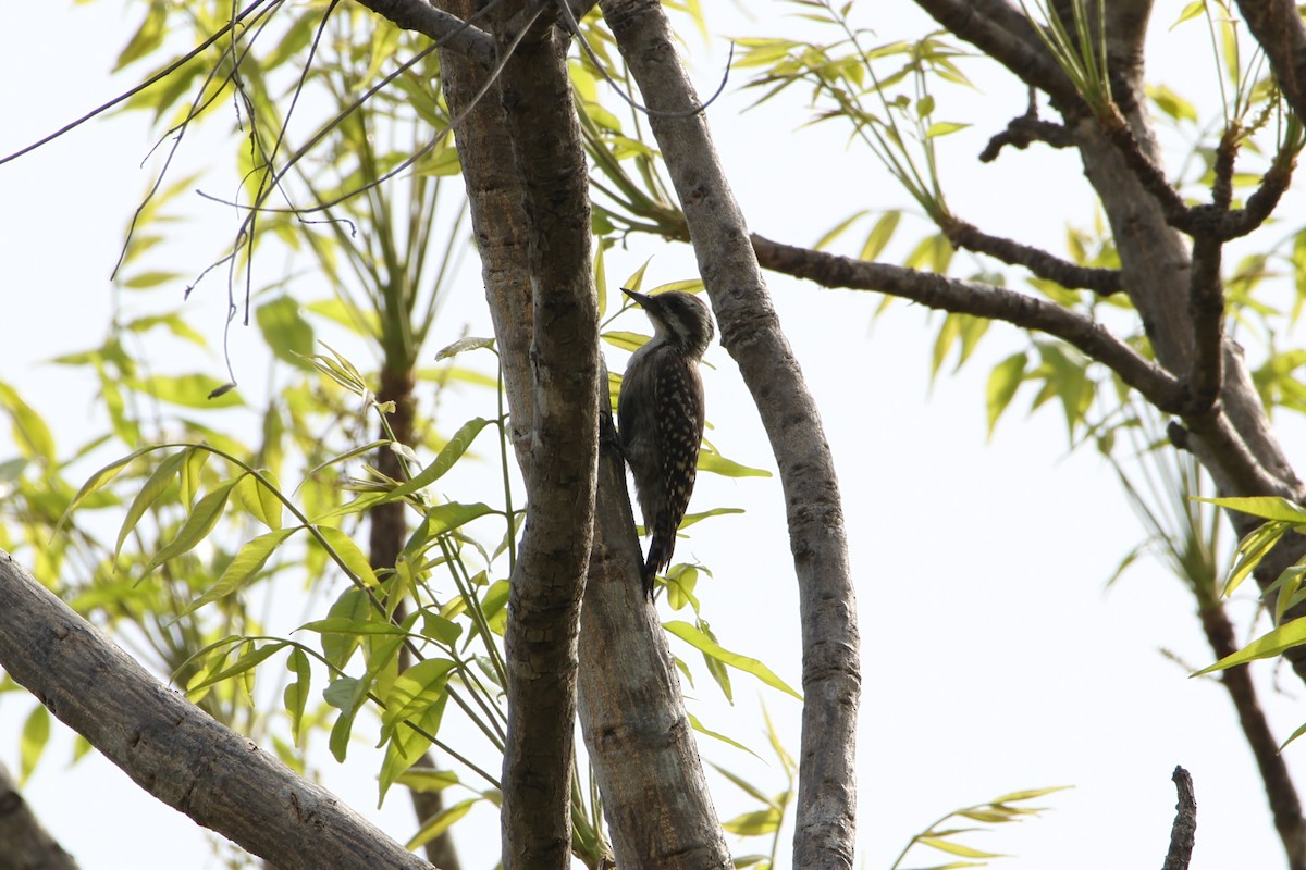 Brown-backed Woodpecker - ML617303187