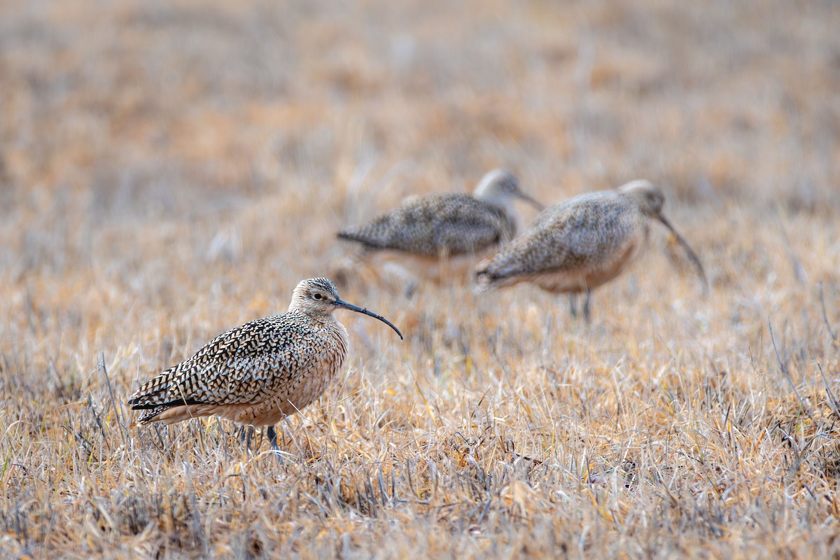 Long-billed Curlew - ML617303189