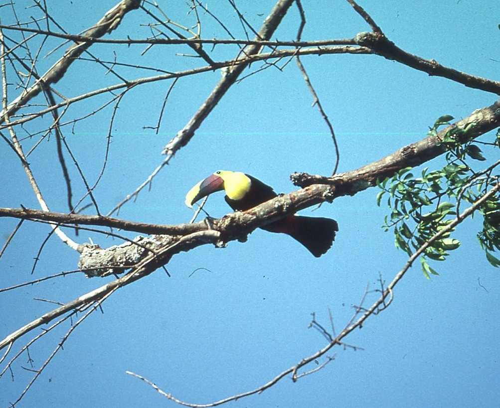 Yellow-throated Toucan (Chestnut-mandibled) - ML617303206