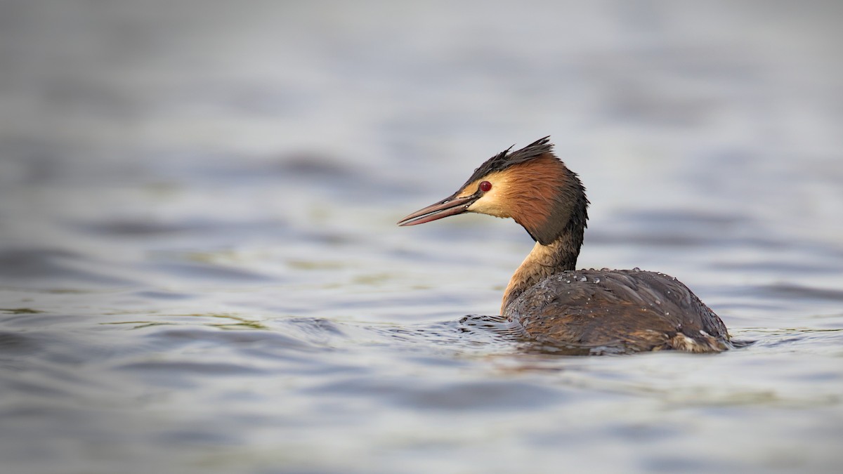 Great Crested Grebe - ML617303223