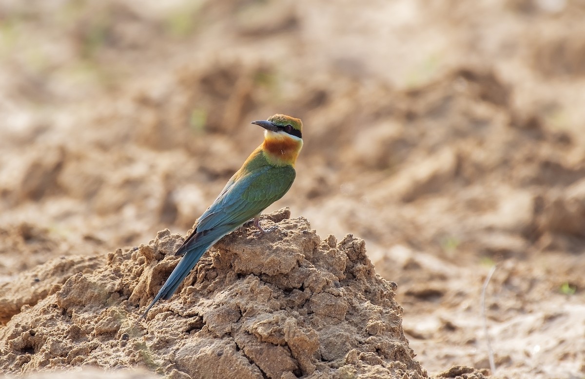 Blue-tailed Bee-eater - ML617303239