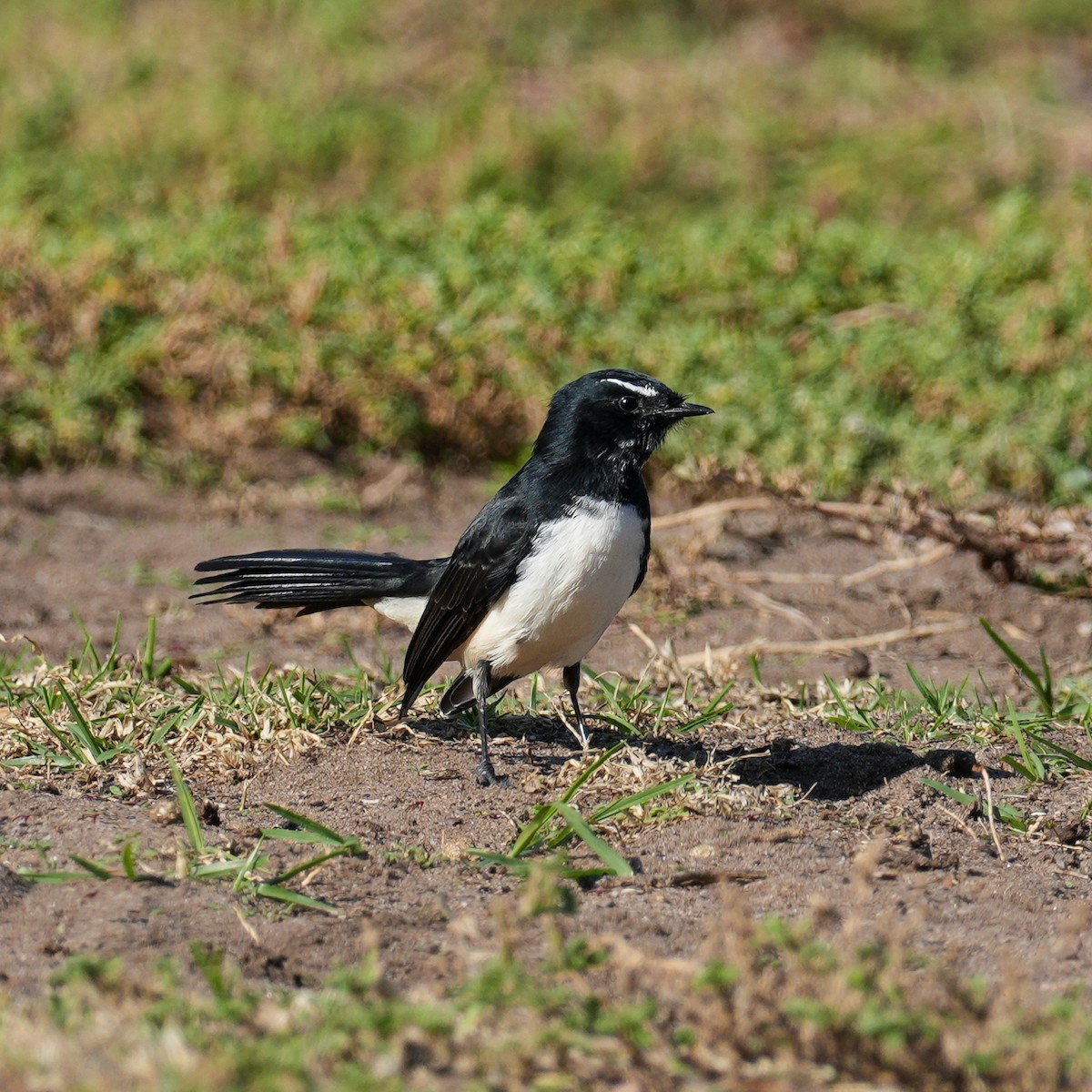 Willie-wagtail - ML617303305