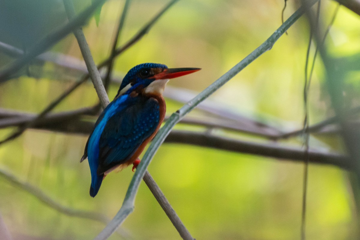 Blue-eared Kingfisher - ML617303316