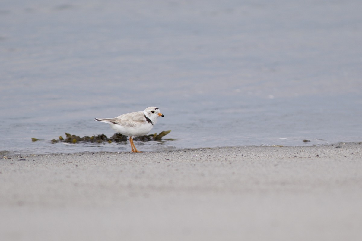 Piping Plover - ML61730341