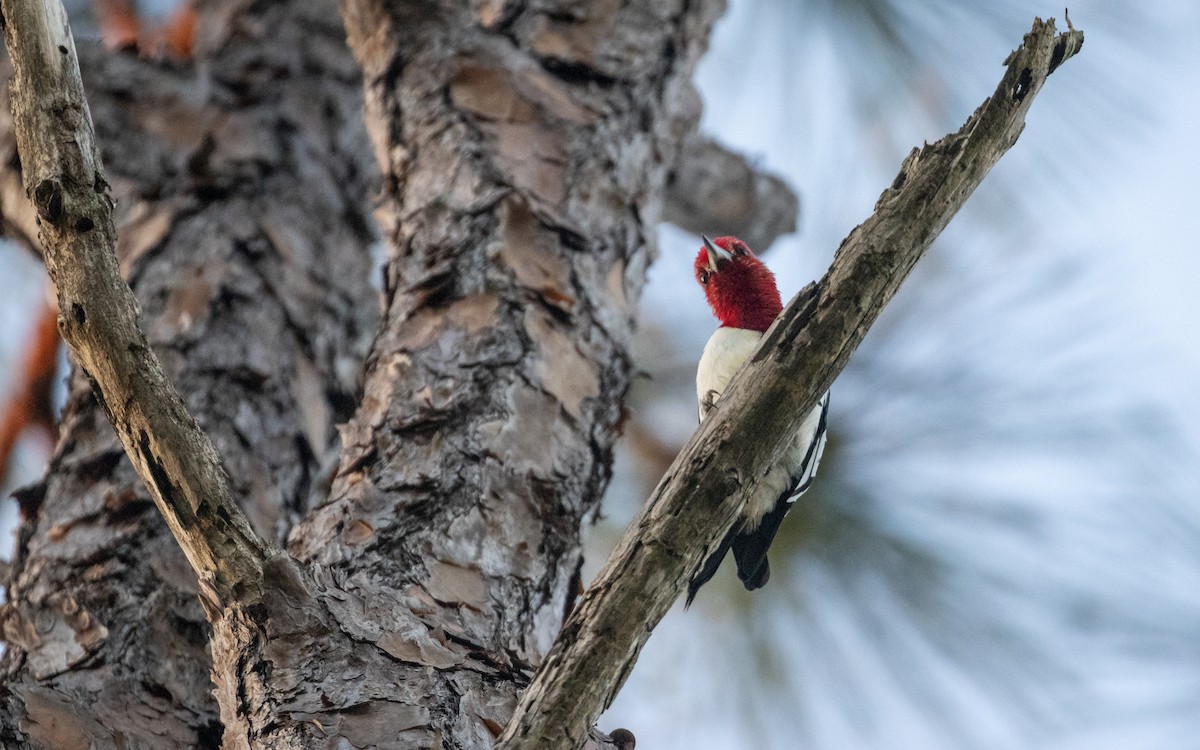 Red-headed Woodpecker - ML617303454