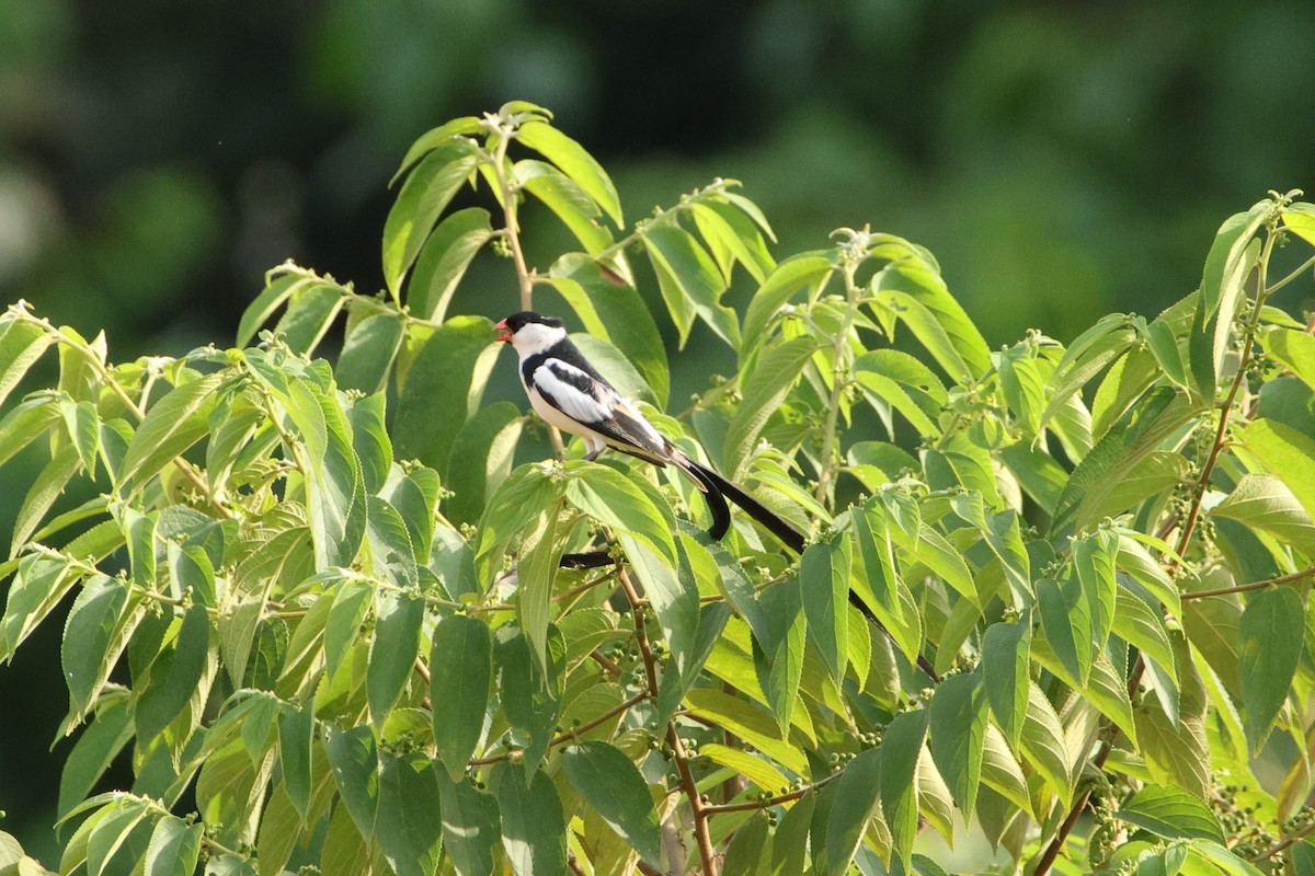 Pin-tailed Whydah - ML617303536
