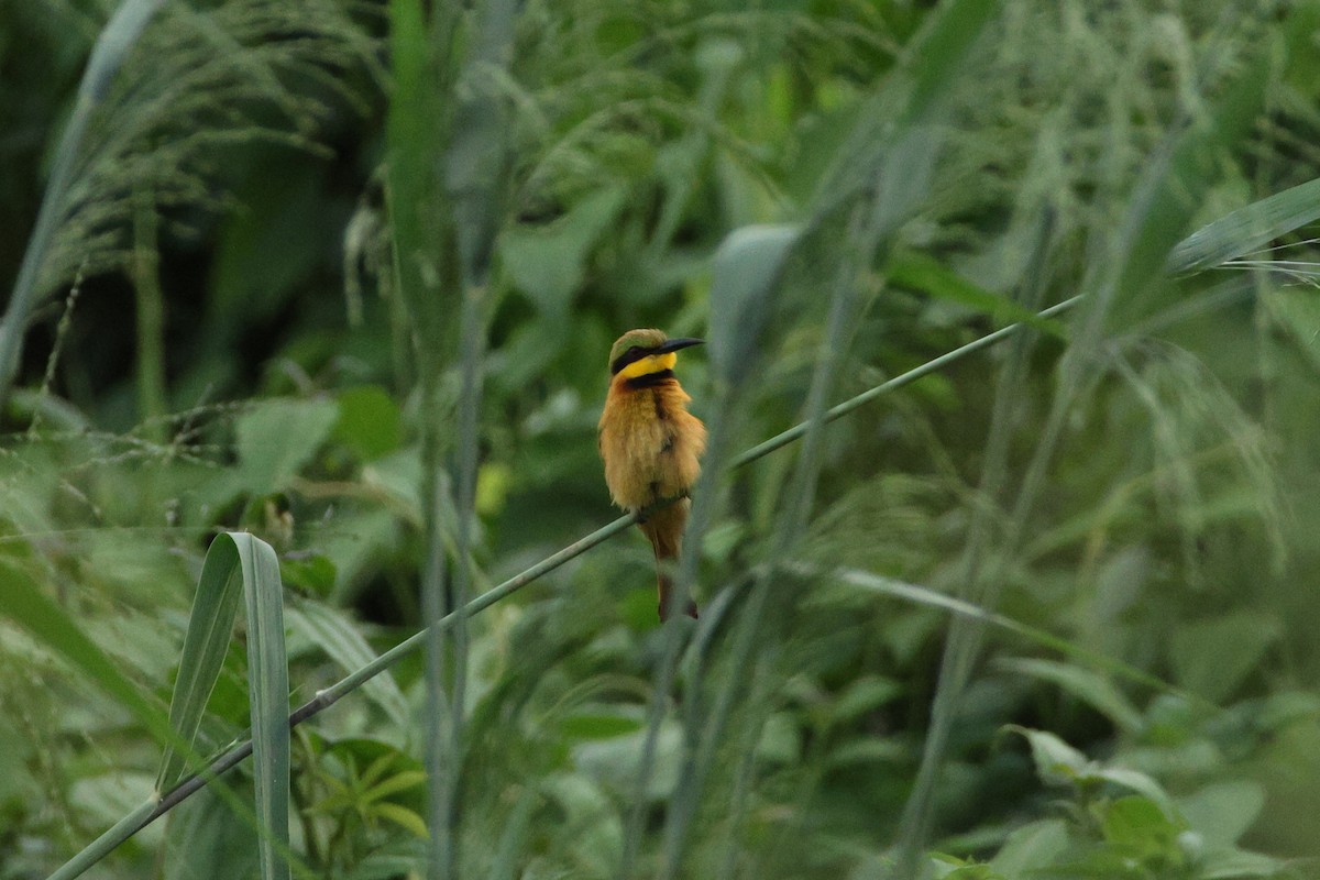 Little Bee-eater - Jonathan Reher