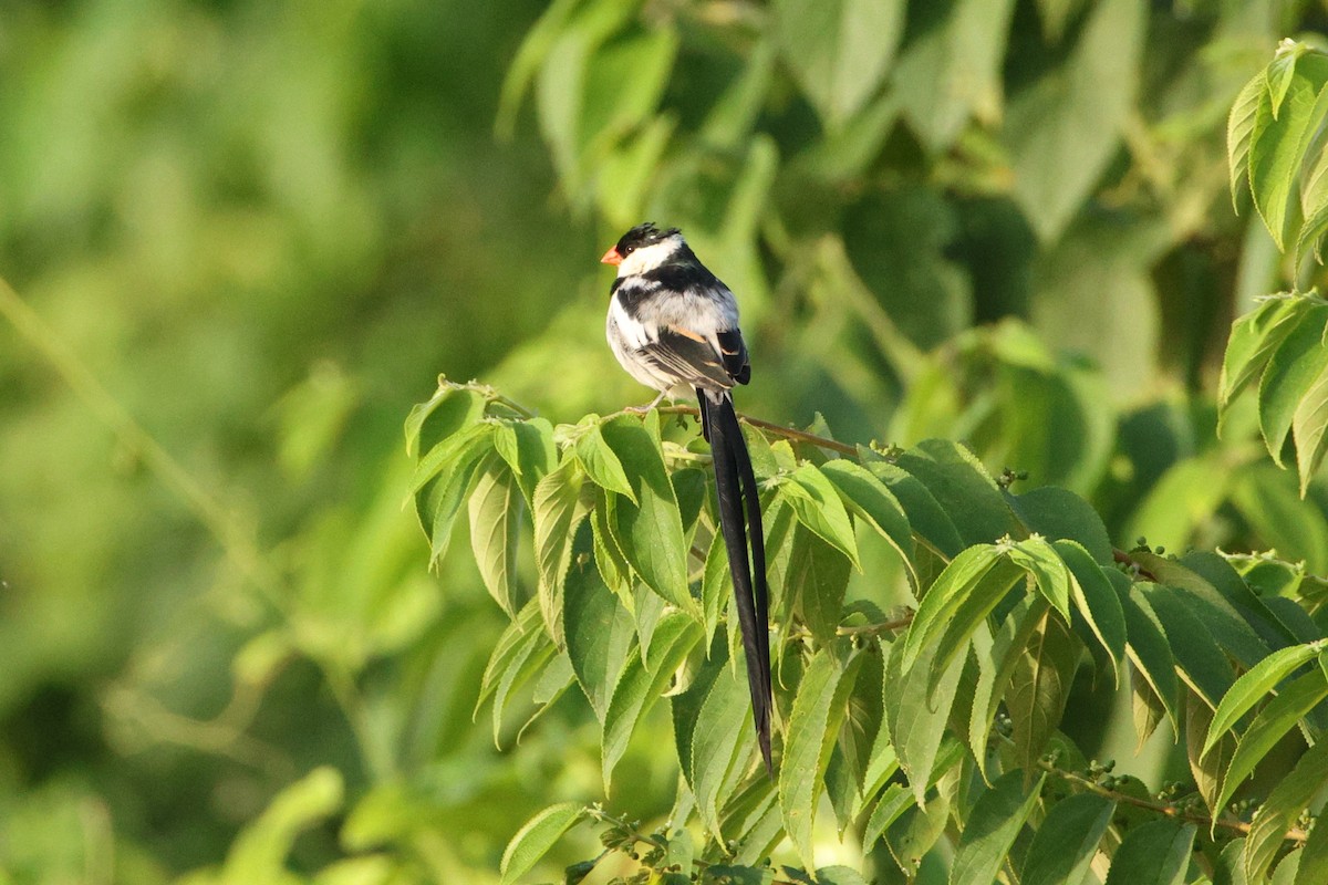 Pin-tailed Whydah - ML617303615