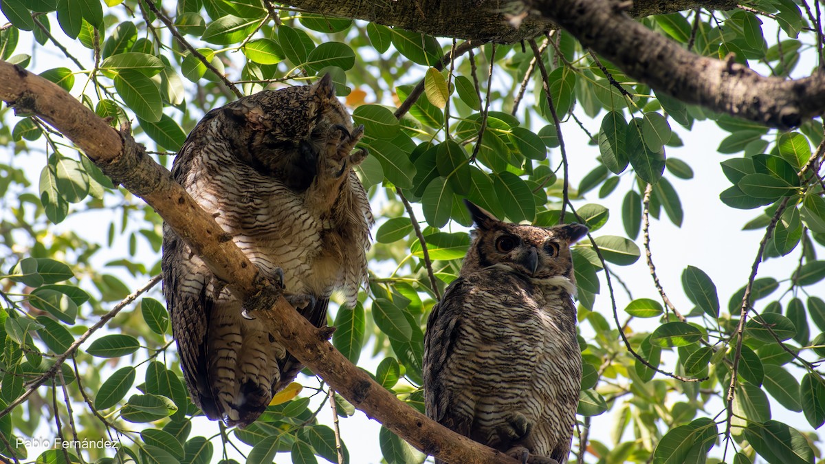 Great Horned Owl - ML617303691