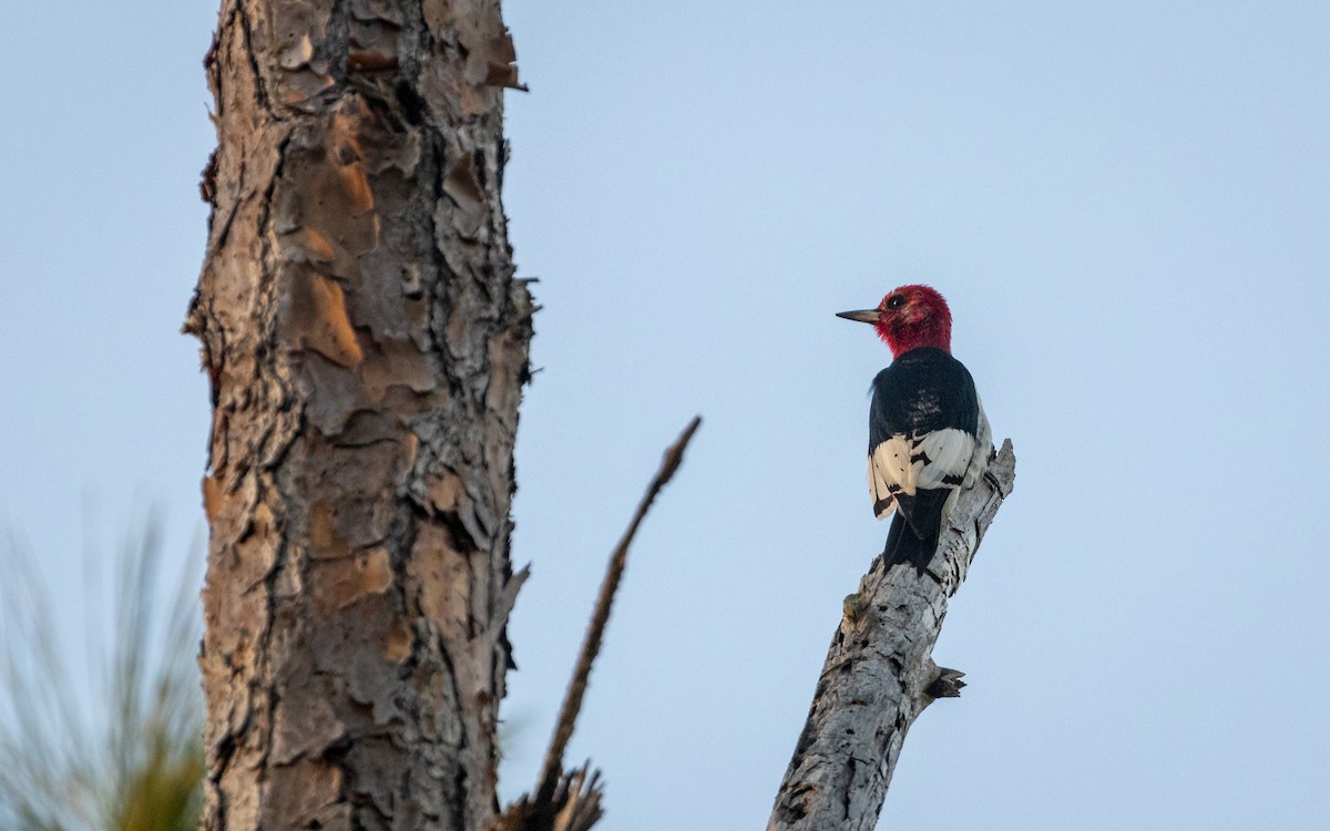 Red-headed Woodpecker - ML617303709
