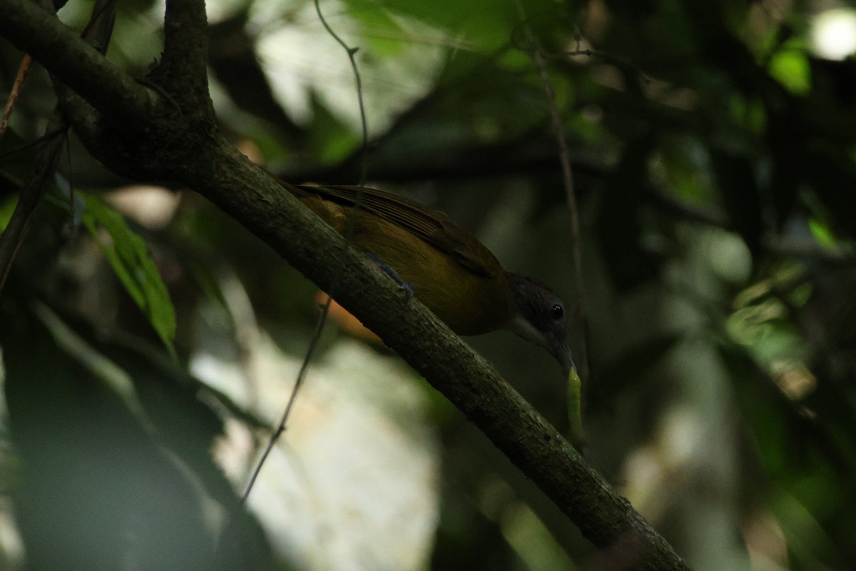 Red-tailed Greenbul - ML617303756