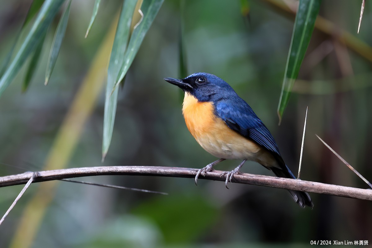 Mangrove Blue Flycatcher - Lim Ying Hien