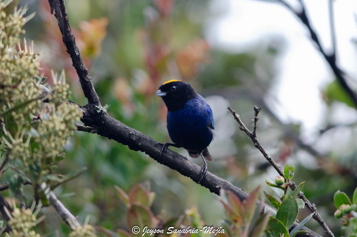 Golden-crowned Tanager - ML617303815