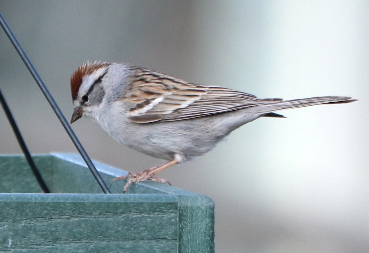Chipping Sparrow - ML617303841
