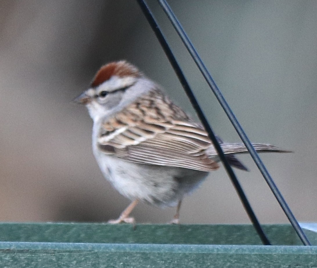 Chipping Sparrow - ML617303842