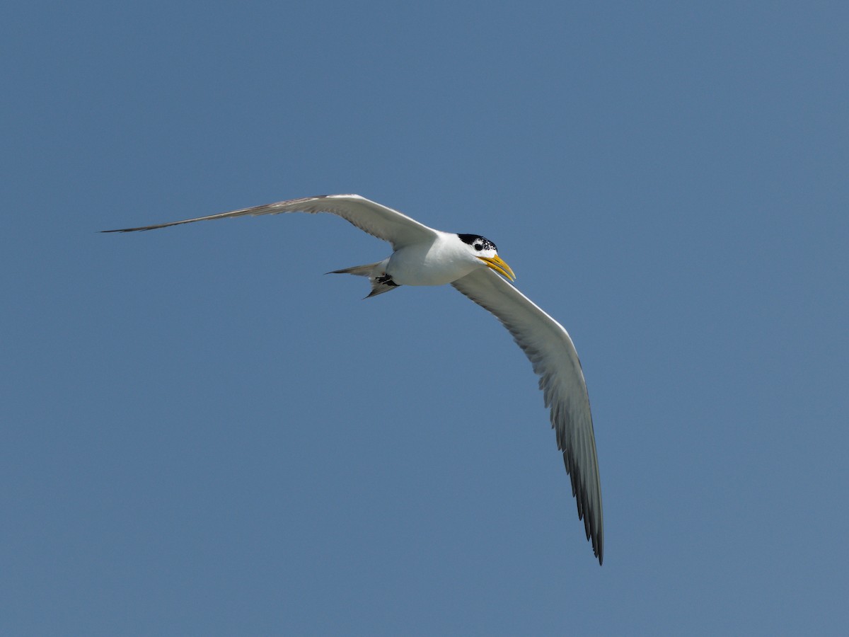 Great Crested Tern - ML617303951