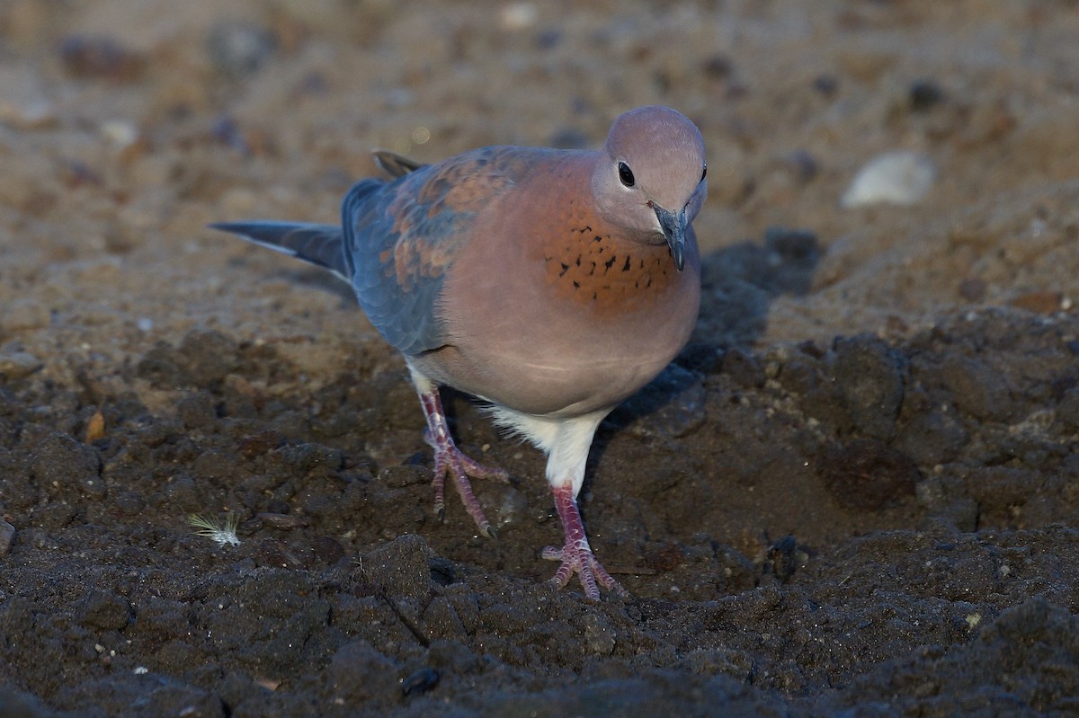 Laughing Dove - ML617303976