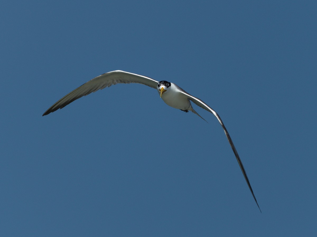 Great Crested Tern - ML617303982