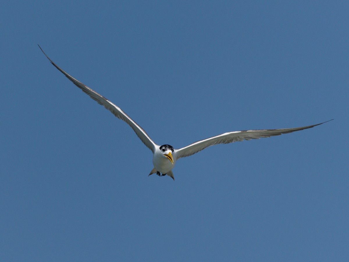 Great Crested Tern - ML617303983