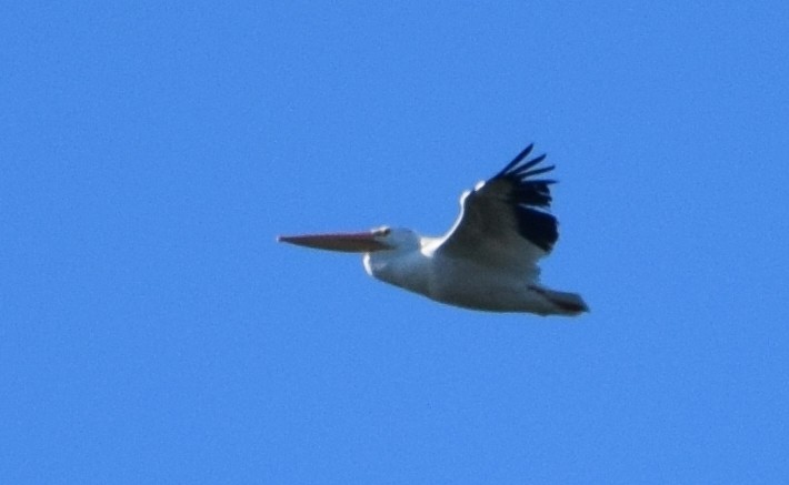 American White Pelican - ML617303995