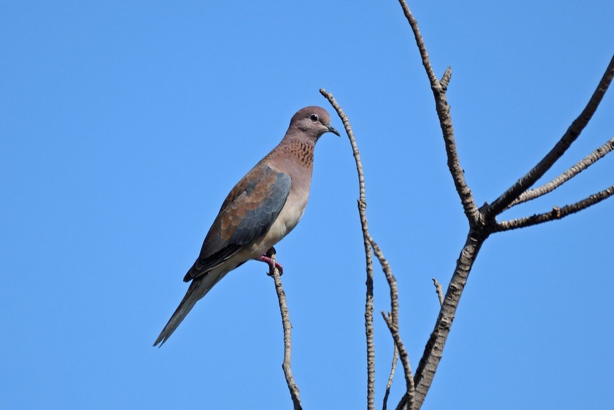 Laughing Dove - ML617303998