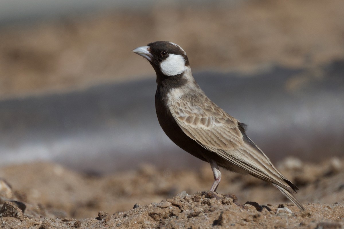 Gray-backed Sparrow-Lark - ML617304026
