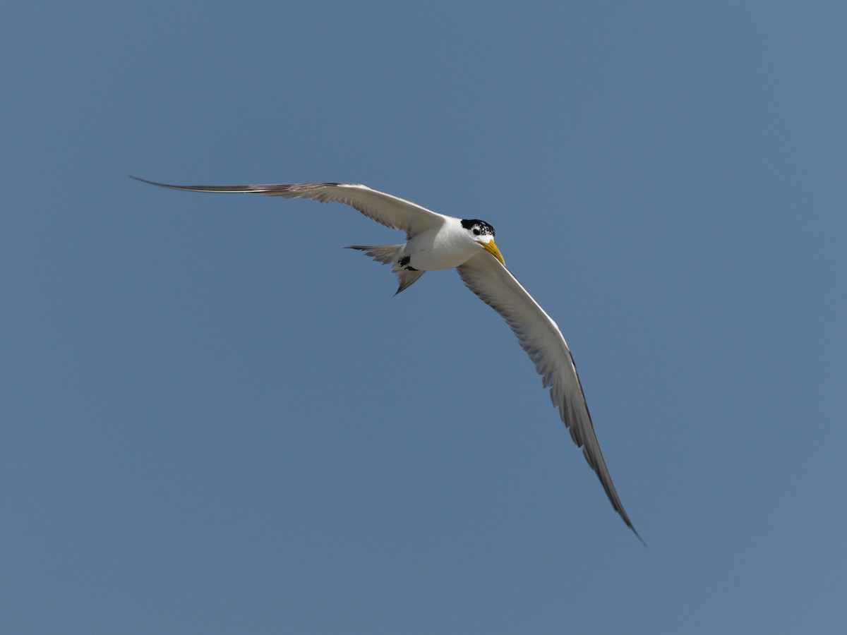 Great Crested Tern - ML617304058