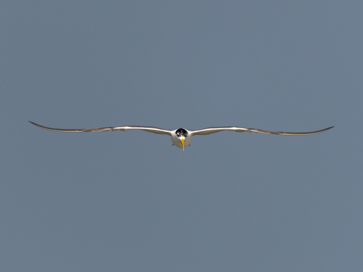 Great Crested Tern - ML617304059