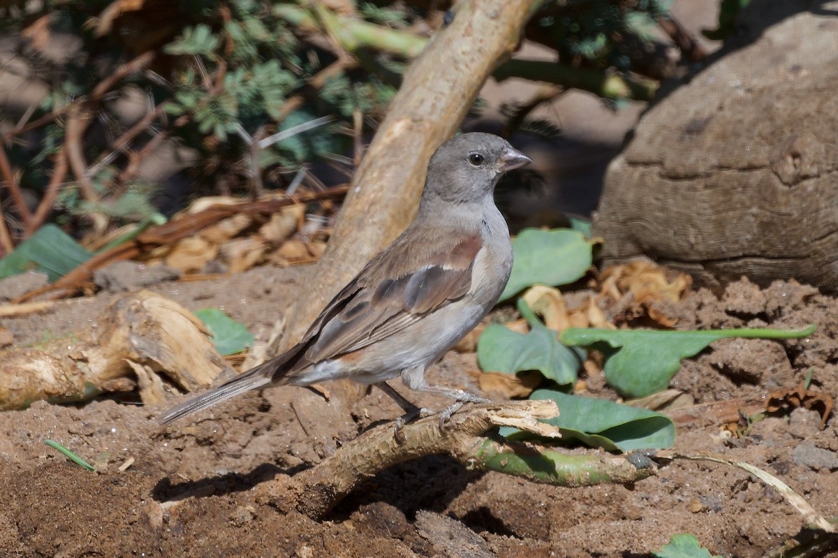 Southern Gray-headed Sparrow - ML617304133