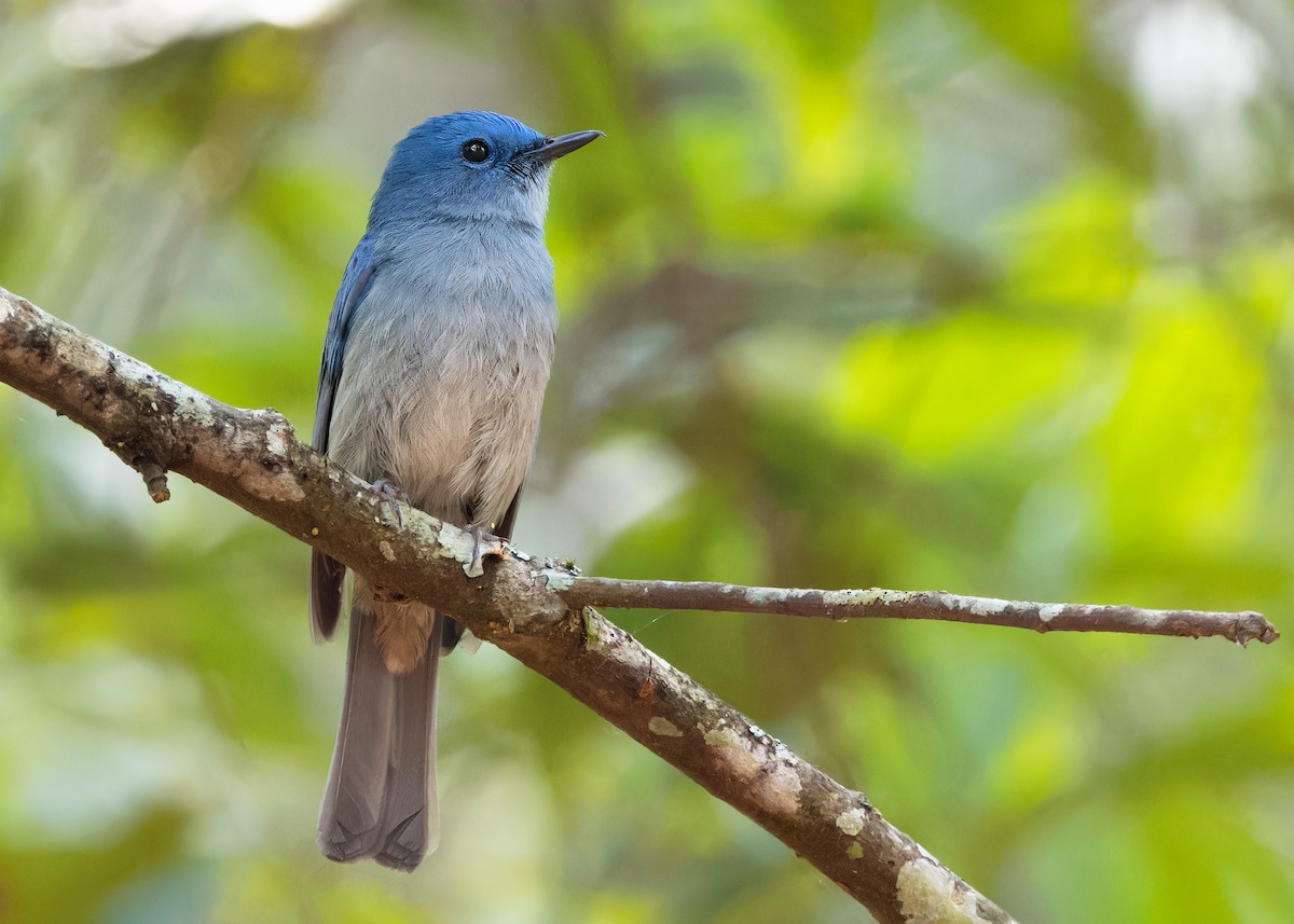 Pale Blue Flycatcher (Unicolored) - Ayuwat Jearwattanakanok