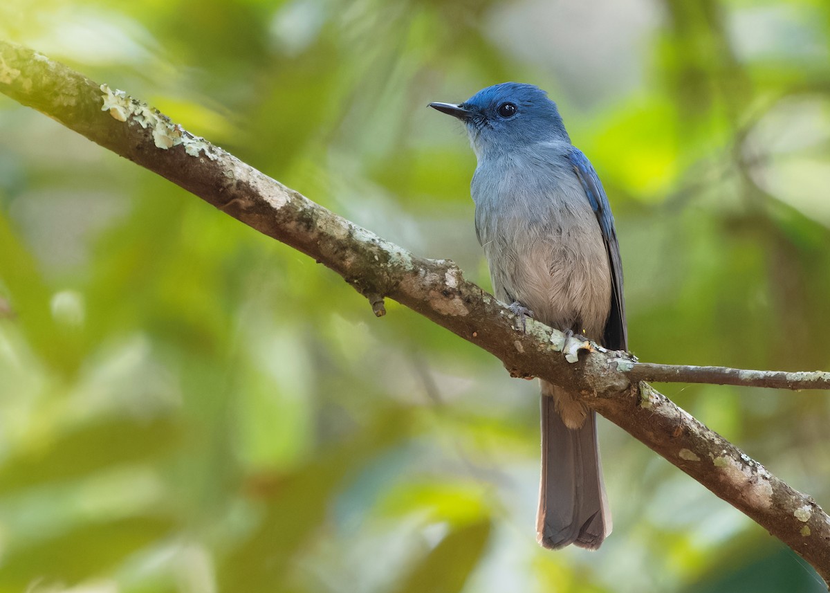 Pale Blue Flycatcher (Unicolored) - Ayuwat Jearwattanakanok