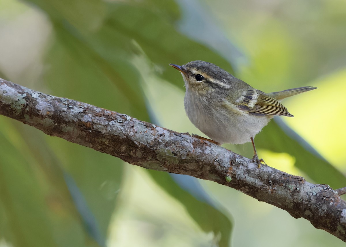 Hume's Warbler - ML617304232