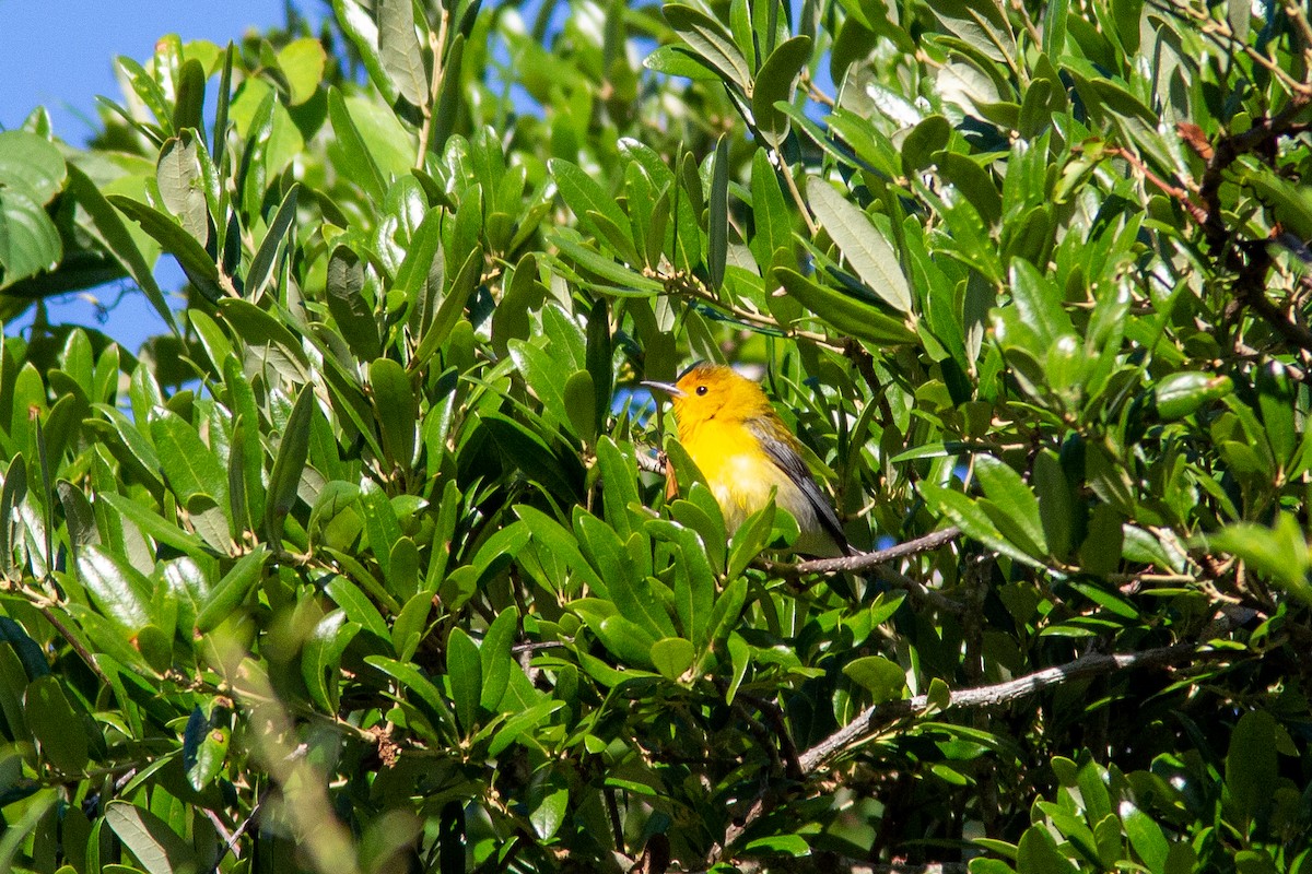 Prothonotary Warbler - Jeff O'Connell