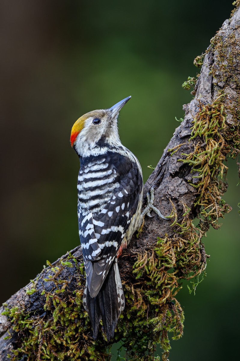 Brown-fronted Woodpecker - ML617304389