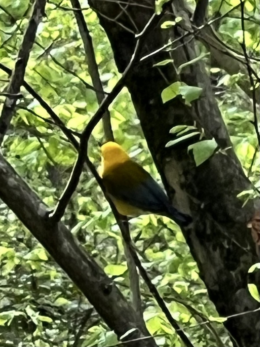 Prothonotary Warbler - ML617304402