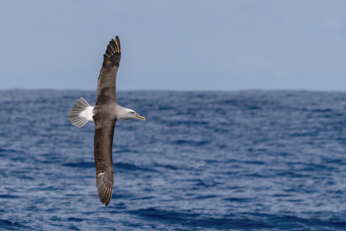 Buller's Albatross - ML617304426