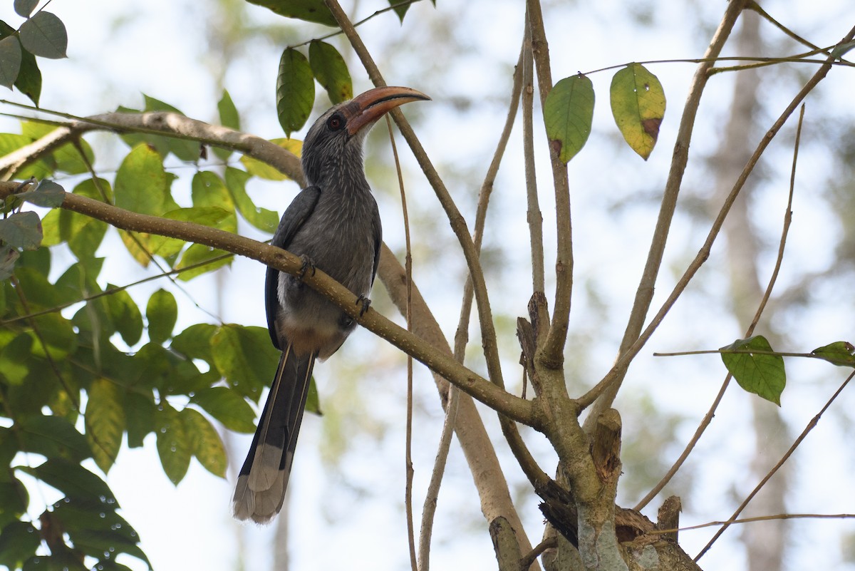 Malabar Gray Hornbill - H Nambiar