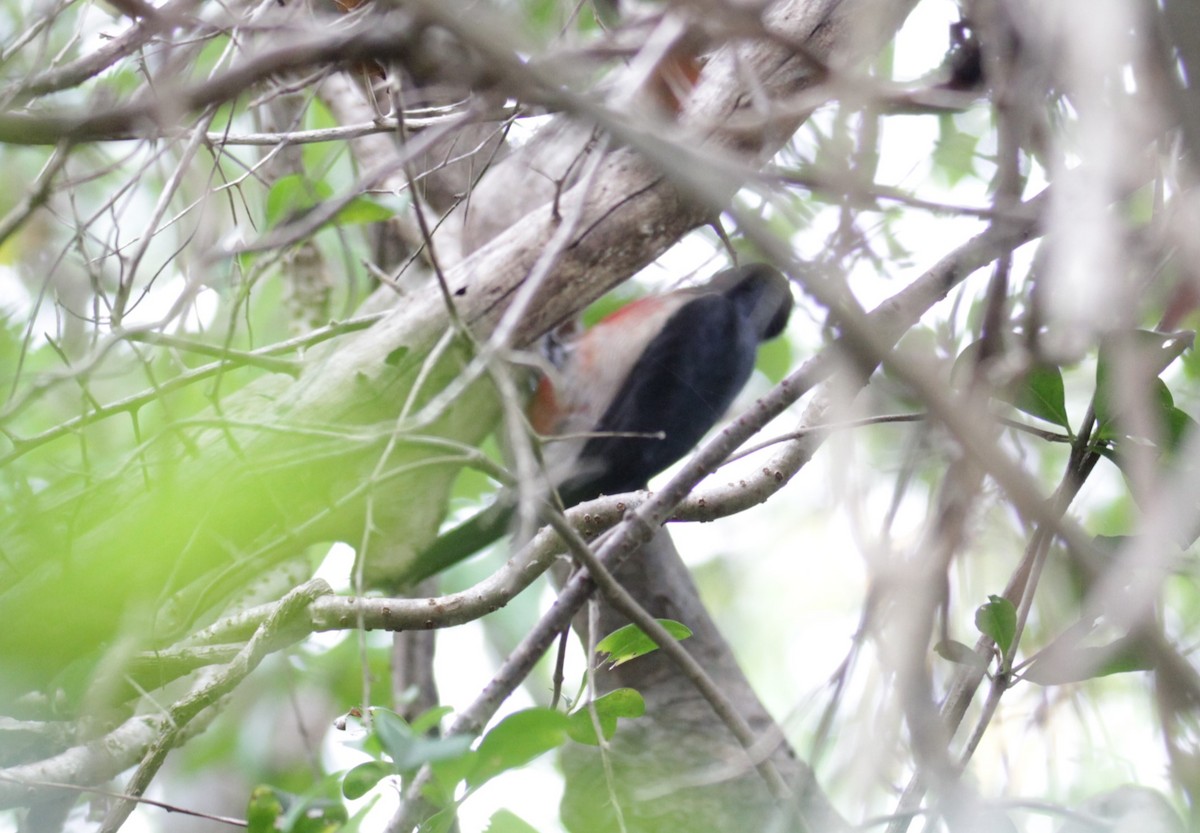 Puerto Rican Woodpecker - ML617304539
