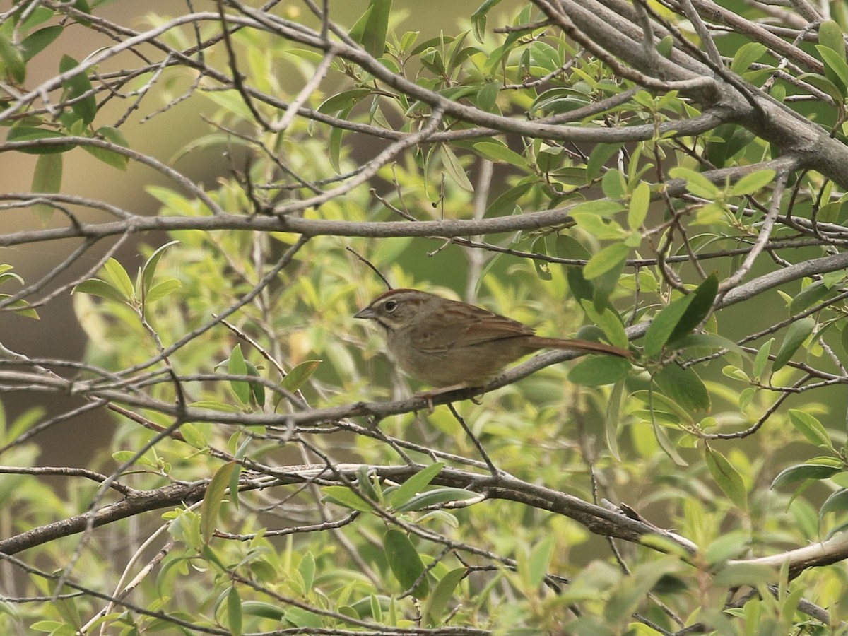 Rufous-crowned Sparrow - ML617304576